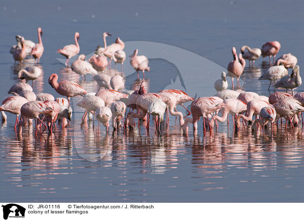 colonyof lesser flamingos / JR-01116